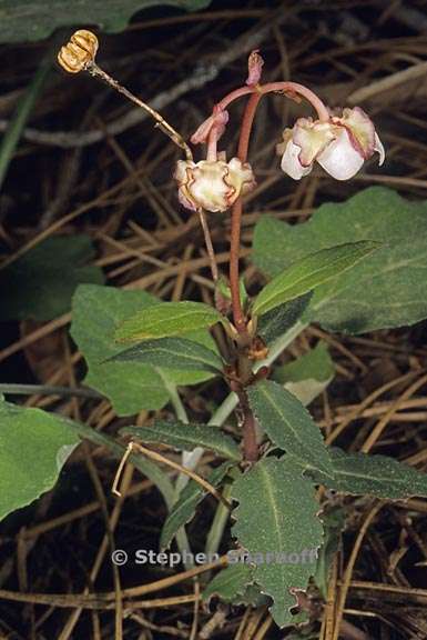 chimaphila menziesii 4 graphic